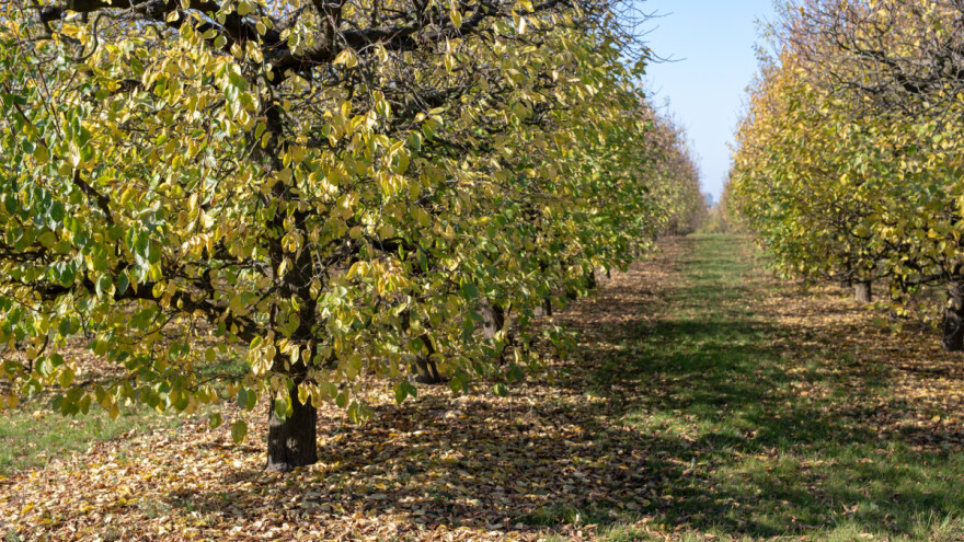 Kada otpadne više od 50% lišća, vrijeme je za tretiranje bakarnim preparatima