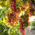 Bagrina: Autohtona sorta grožđa prisutna u Negotinskoj Krajini