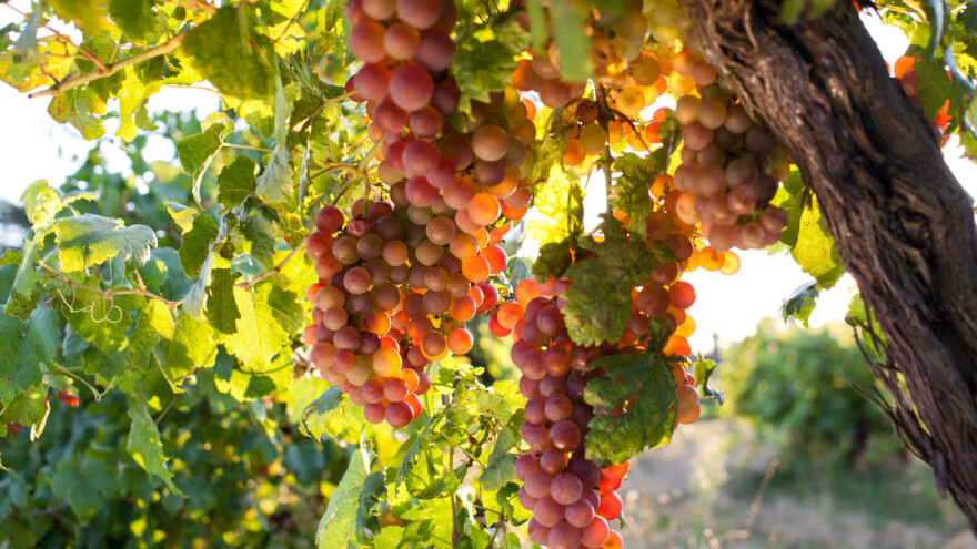 Bagrina: Autohtona sorta grožđa prisutna u Negotinskoj Krajini