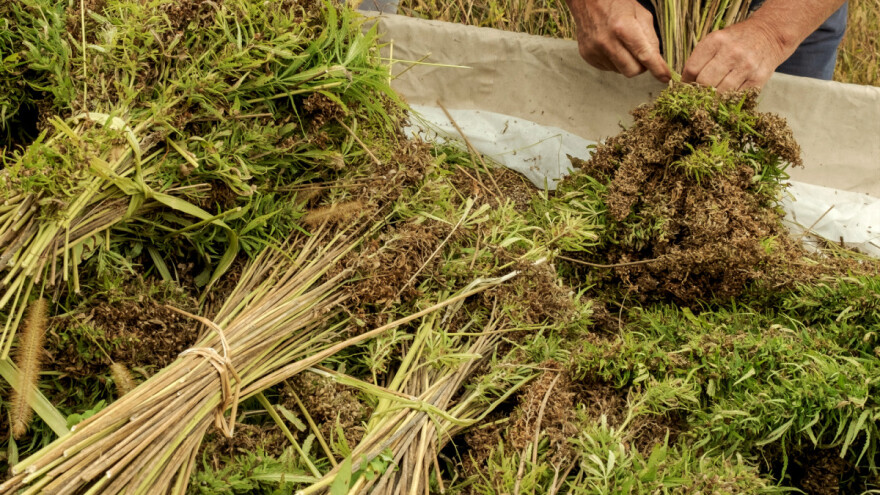 Tko su top 10 uzgajivača industrijske konoplje u Hrvatskoj?