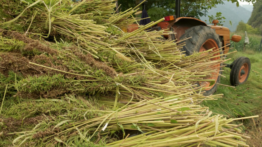 Najviši sud EU presudio u korist CBD-a iz cijele biljke industrijske konoplje