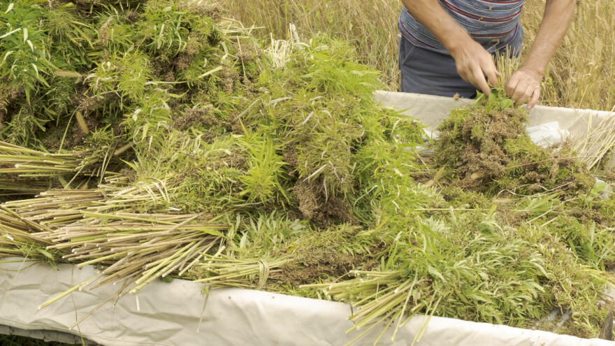 Raste interes za uzgojem industrijske konoplje - u Poljskoj za 78% u odnosu na godinu prije