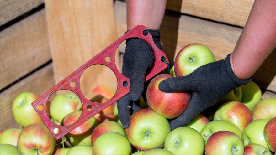 Kako se klasira voće - možete i sami, od oka ili rukom?