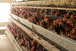 EFSA podržava uzgoj brojlera i kokoši nesilica bez kaveza