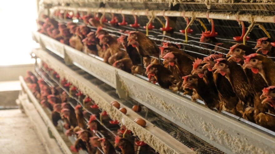 EFSA podržava uzgoj brojlera i kokoši nesilica bez kaveza