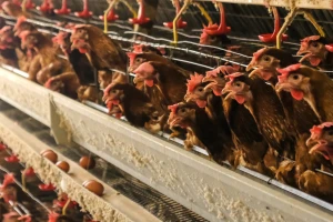Zbog vrućine uginulo više od 200.000 kokošaka na crnogorskoj farmi