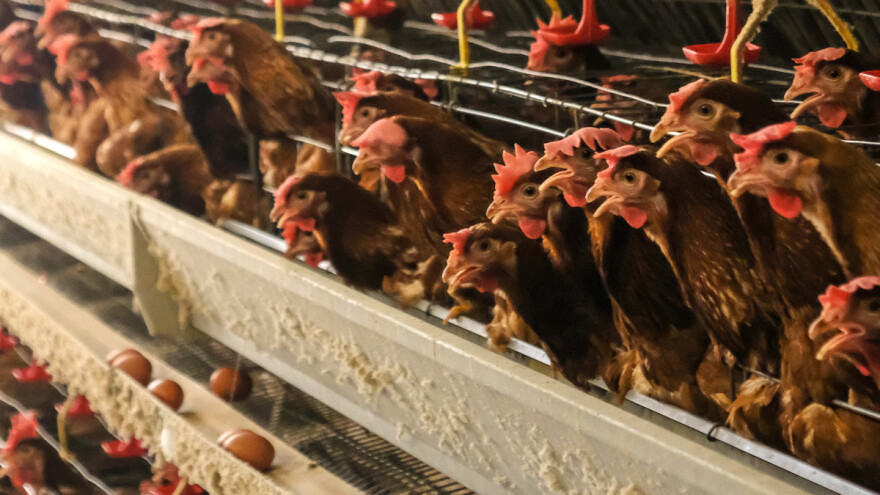 Zbog vrućine uginulo više od 200.000 kokošaka na crnogorskoj farmi