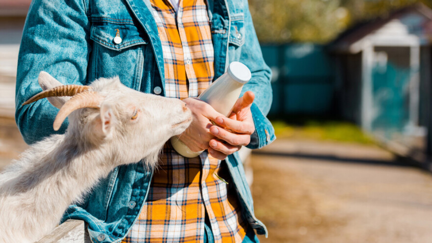 Hrvatski savez uzgajivača ovaca i koza: Smanjite PDV-a na sir na 5%