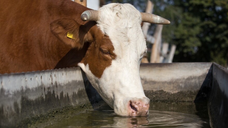 Kako spriječiti toplotni udar kod domaćih životinja?