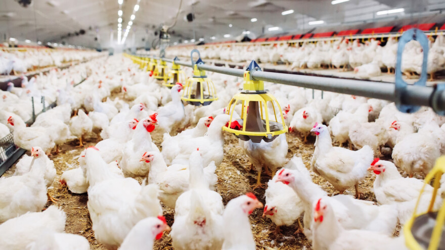 U Pelagićevu planiraju uzgajati 84.000 brojlera po turnusu