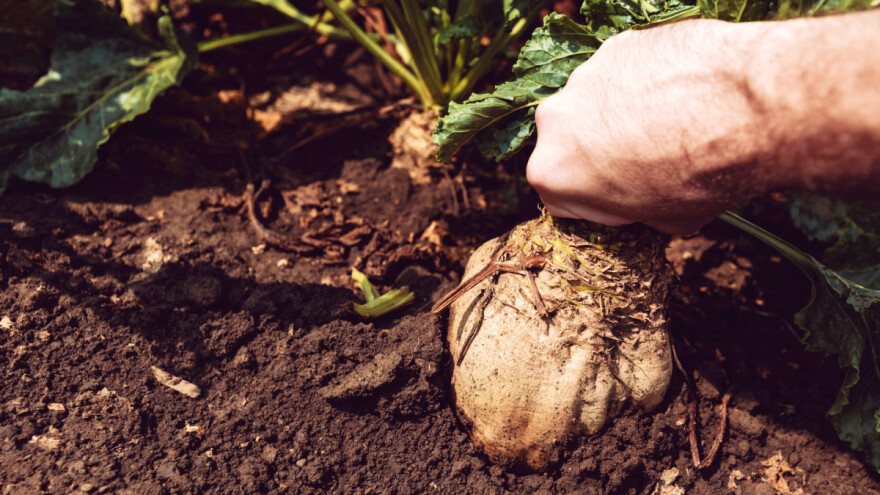Bakterijska bolest uništila 20.000 ha šećerne repe u Njemačkoj - udio šećera niži i do 40%