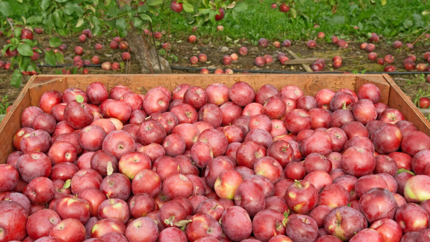 Ukrajina u mjesec dana izvezla jabuke u 22 zemlje svijeta