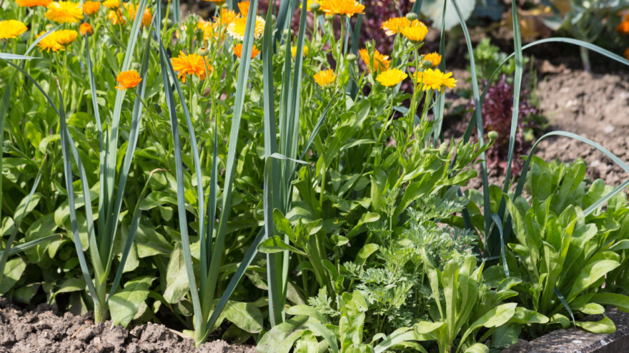 15 zanimljivosti o nevenu - skorman, a tako koristan cvijet