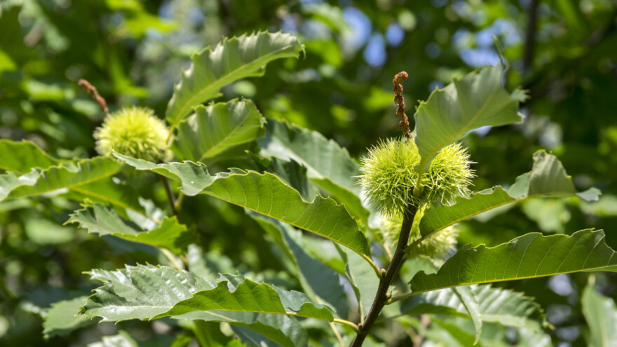 U projektu sadnje kestena, domaćinstvima će biti obezbjeđen siguran otkup