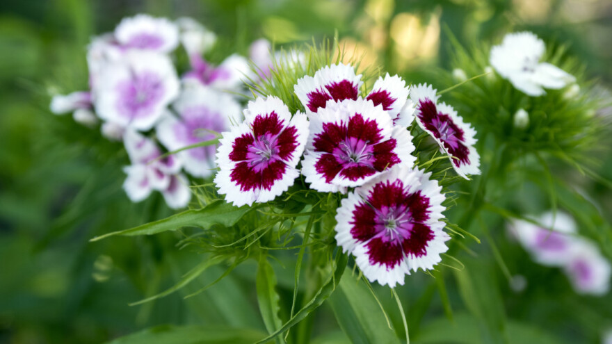 Karanfil se jede. Ali, koji?