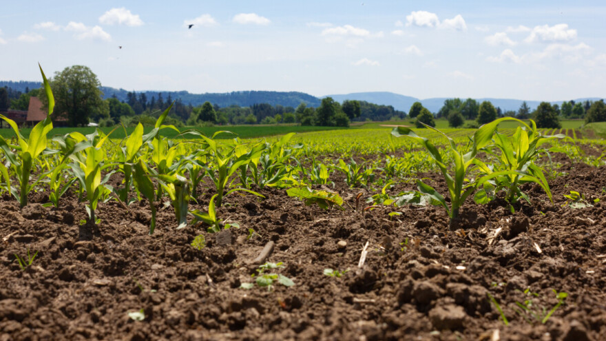 Mjere njege kukuruza - sa međurednom kultivacijom obaviti i prihranu