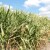 Bez padavina i dalje - najviše štete na kukuruzu i soji