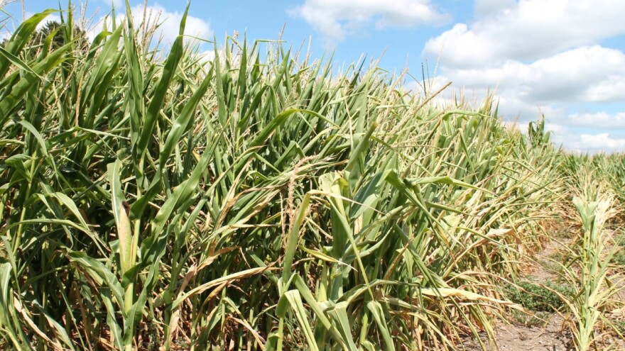 Bez padavina i dalje - najviše štete na kukuruzu i soji