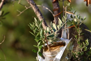 Besplatna škola kalemljenja vinove loze i masline - prijavite se