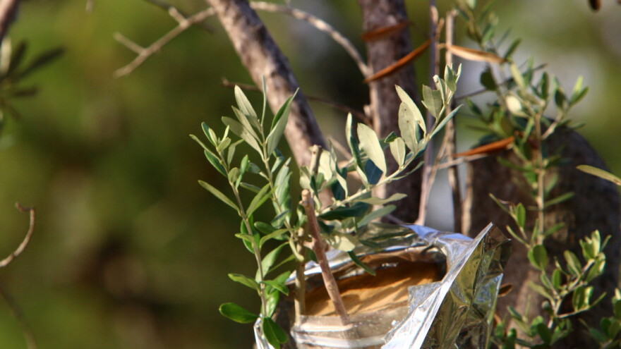 Besplatna škola kalemljenja vinove loze i masline - prijavite se