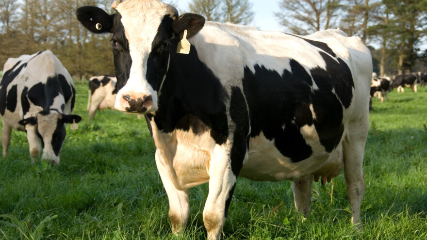 Belgolshtin - nova pasmina goveda s izvrsnom mliječnošću