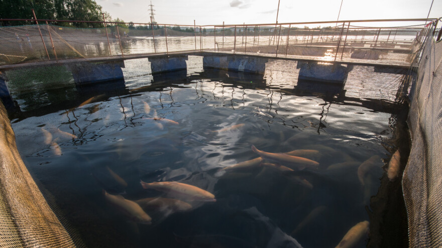 Kako izgleda EU akvakultura? Vrijednost proizvodnje dvije ribe je veća od ostalih vrsta