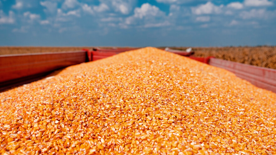 Veća ponuda kukuruza, manja tražnja: Cena 23,7 din/kg