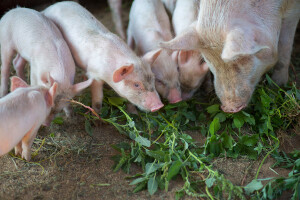 EFSA pokreće kampanju "Stop afričkoj svinjskoj kugi" u jugoistočnoj Europi