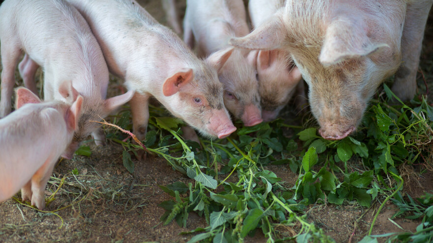 EFSA pokreće kampanju "Stop afričkoj svinjskoj kugi" u jugoistočnoj Europi