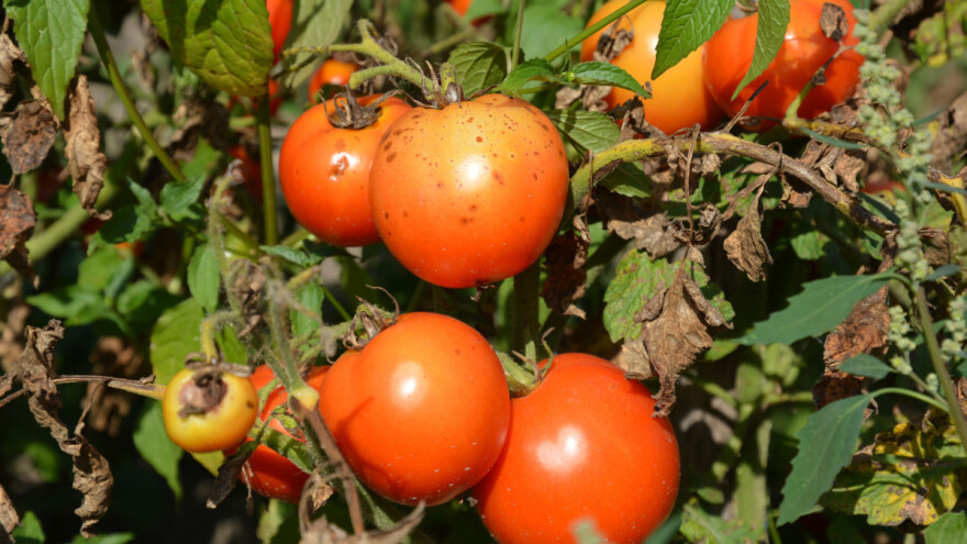 Jedni beru paradajz, druge muči plamenjača - koje mjere primijeniti?