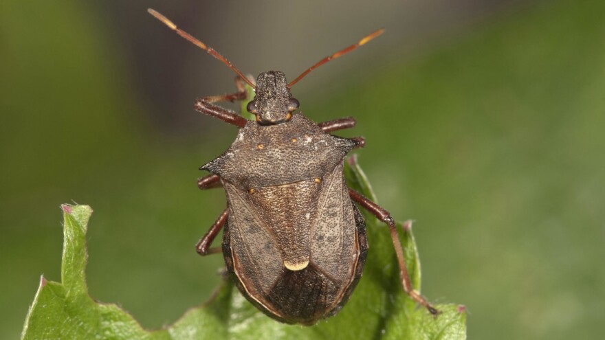 Postoji li efikasan način da se smanji broj smrdibuba?