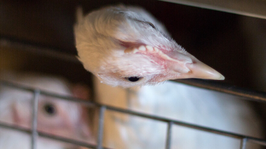 EU u pripravnosti zbog ptičje gripe - stiže iz Rusije i Kazahstana?