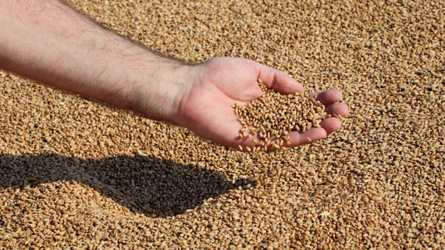 Otkrili genome pšenice i ječma koji će pomoći u stvaranju boljih sorti