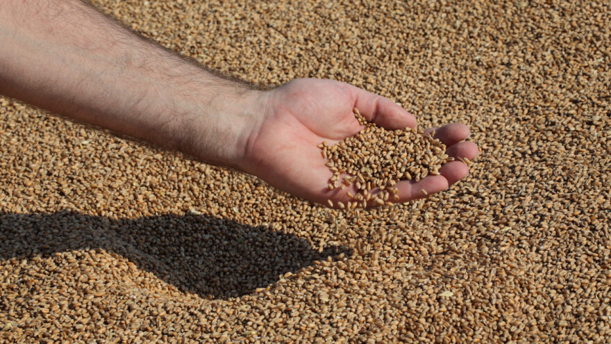Novi cenovni maksimum pšenice, padaju cene kukuruza i soje