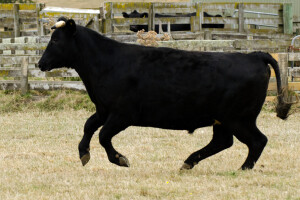 Prekinuta gotovo 500-godišnja tradicija: Zabranili festival Toro de la Vega