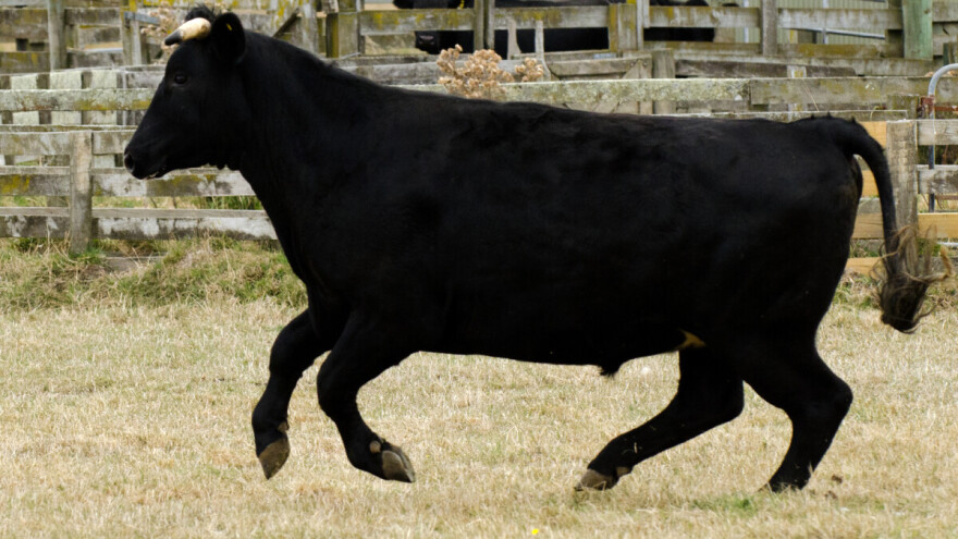 Prekinuta gotovo 500-godišnja tradicija: Zabranili festival Toro de la Vega