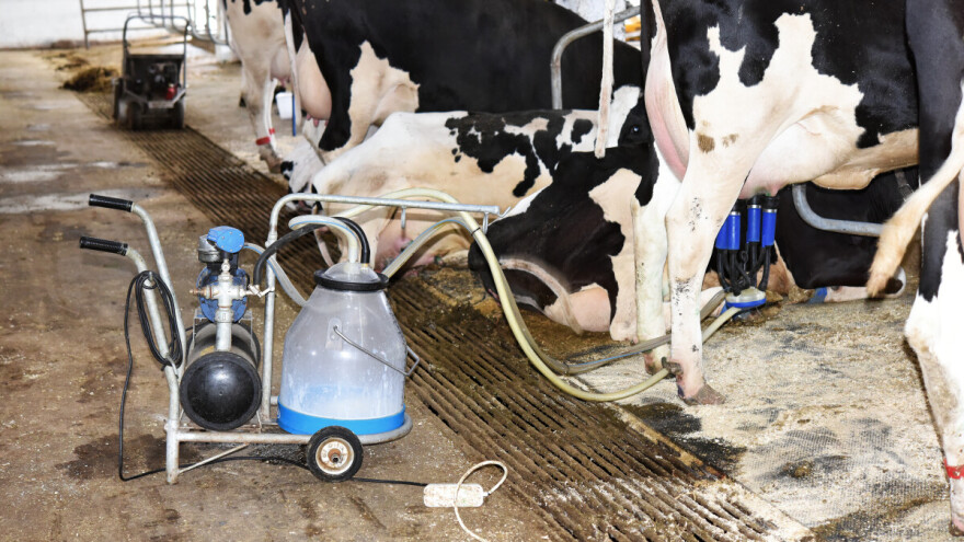 TISUP: Otkupne cijene mlijeka i dalje su u blagom padu