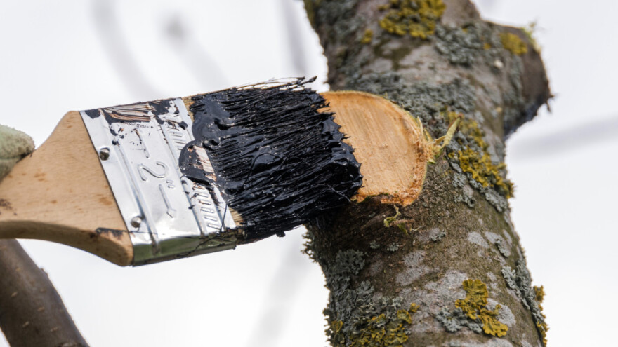 Kako liječiti rane na voćnim stablima?