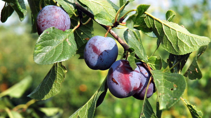 Pokraden šljivik: Ranom zorom ukradeno tri tone čačanki