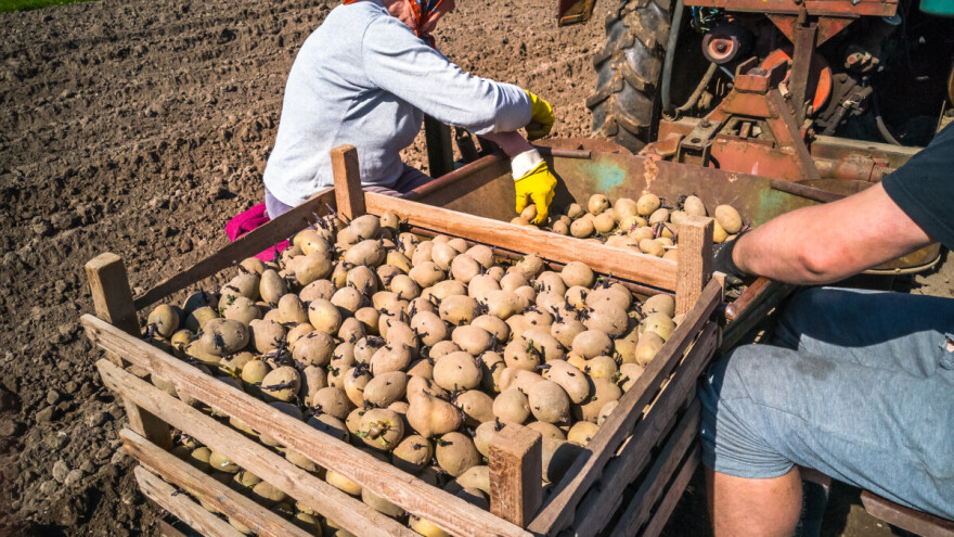 Nestašica sjemenskog krumpira, pitanje je hoće li ga biti za sve?