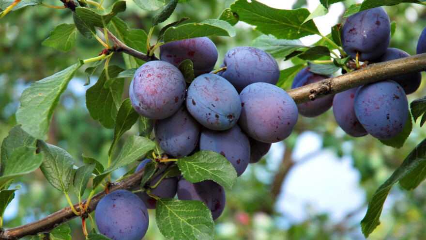 Kupina dostigla 400 dinara za kilogram, cena šljive "nerealna"?
