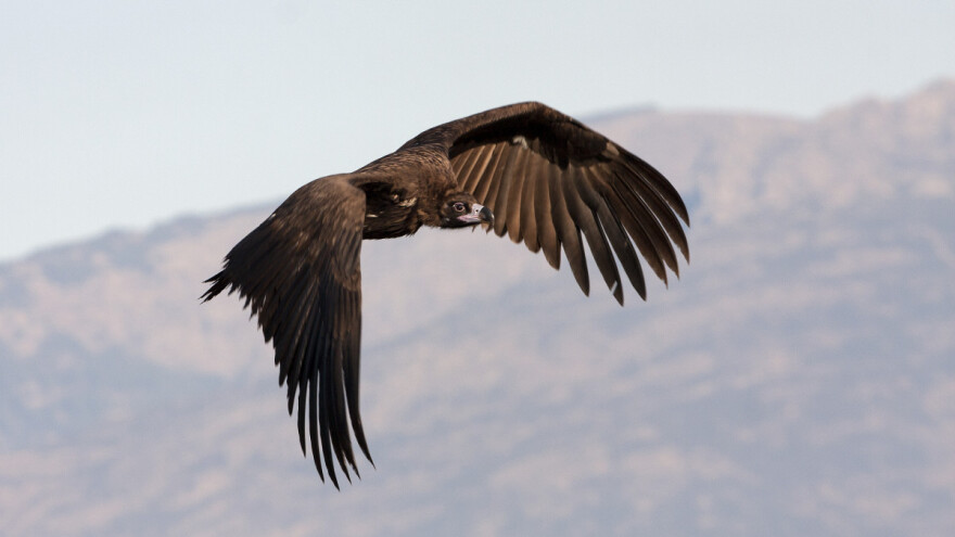 Čistač prirode ponovo iznad Stare planine: Prirodni lek za AKS?