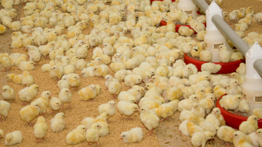 S tržišta opozvana krmna smjesa za piliće domaćeg proizvođača