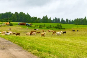 Evropska komisija tužila Njemačku zbog livada