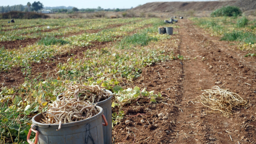 Žižak pasulja - mehaničke mjere suzbijanja štetočine i hemijska zaštita