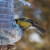 Nahranite ptice preko zime - odužit će vam se u toku vegetacije