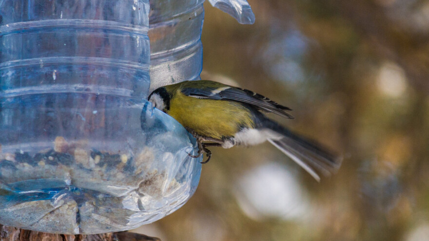 Nahranite ptice preko zime - odužit će vam se u toku vegetacije