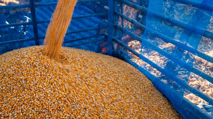 Kina rezervirala povijesnu količinu kukuruza za uvoz