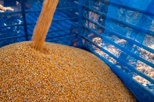 Izmenom obaveštenja Robne rezerve kupuju kukuruz za 31,5 dinara za kilogram