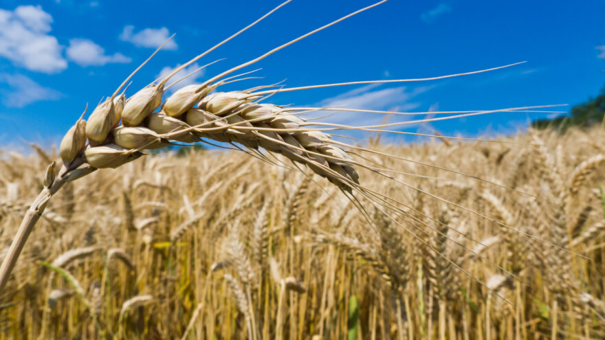 Ječam 19,8 dinara za kilogram, pada cena kukuruza - raste pšenice